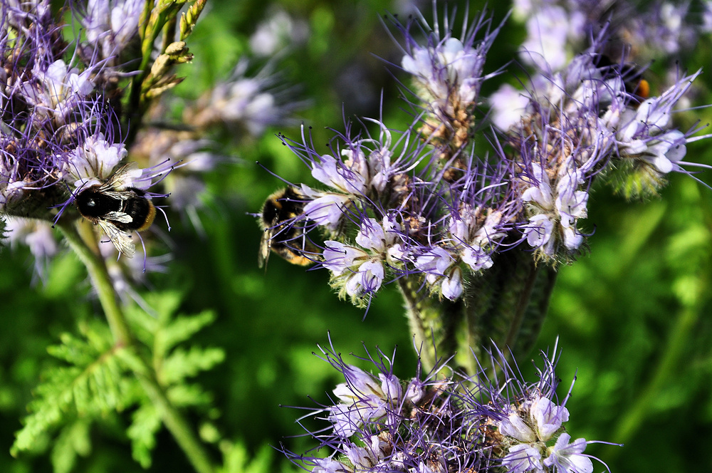 Bienenfreund..............