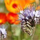 Bienenfreund auf der Wildblumenwiese