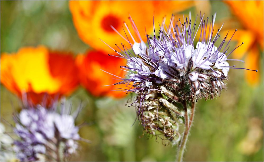 Bienenfreund auf der Wildblumenwiese