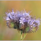 Bienenfreund