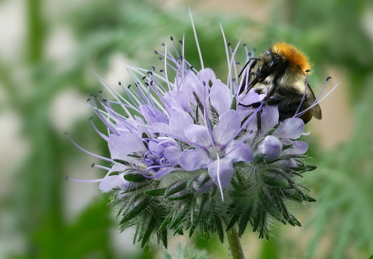 «Bienenfreund»