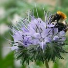 «Bienenfreund»