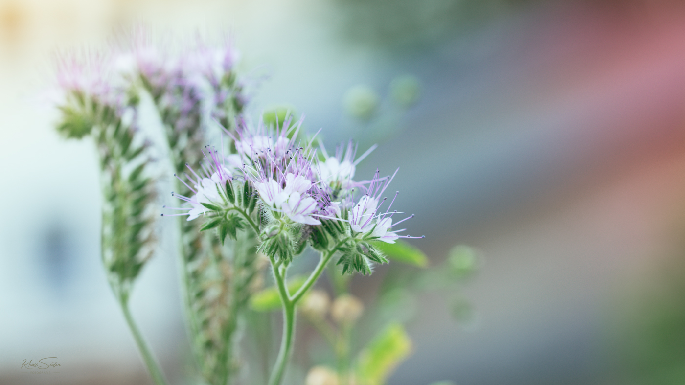 Bienenfreund 