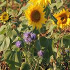 Bienenfreund im Sonnenblumenfeld