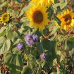 Bienenfreund im Sonnenblumenfeld