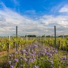 Bienenfreund im Weinberg