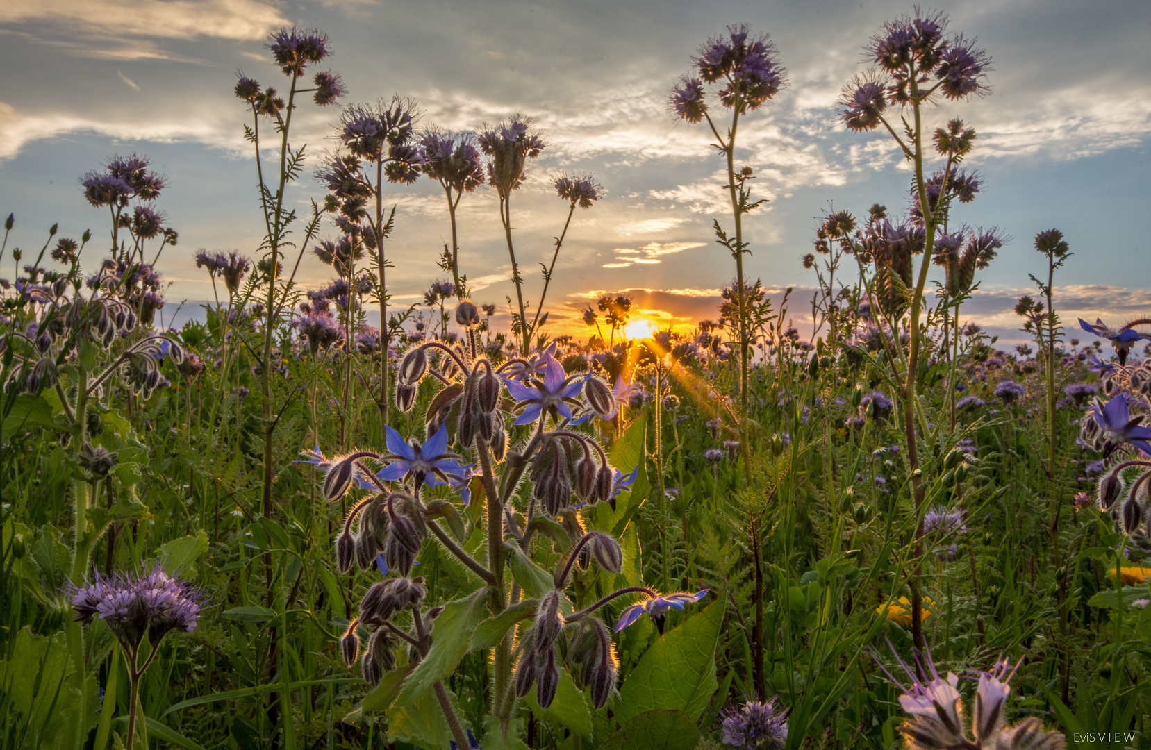 Bienenfreund in der Abendsonne