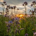 Bienenfreund in der Abendsonne