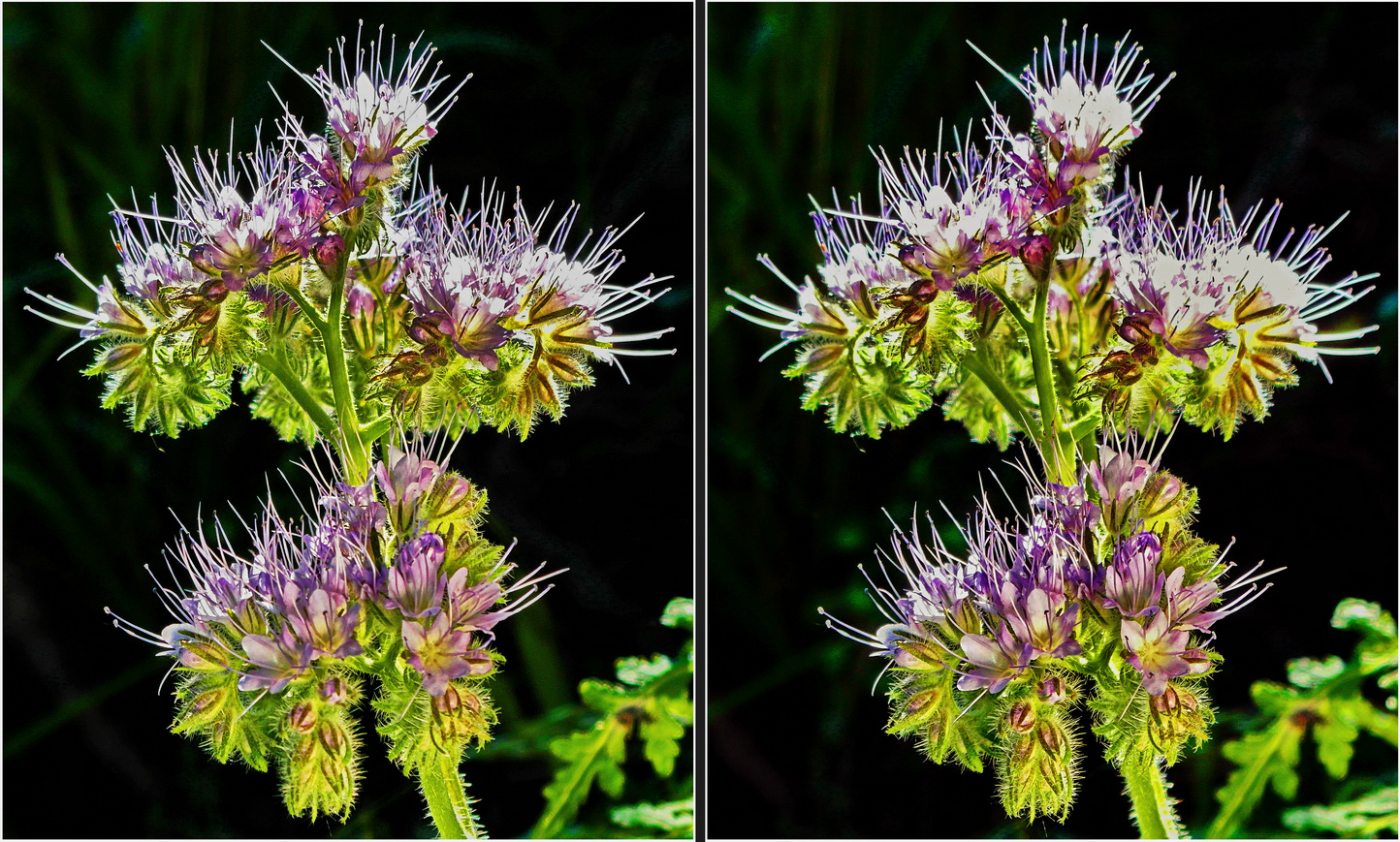 Bienenfreund (Kreuzblick-3D-Foto)