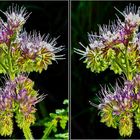 Bienenfreund (Kreuzblick-3D-Foto)