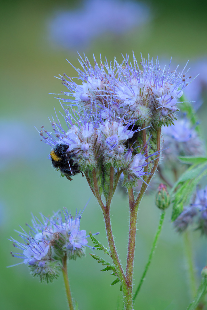 Bienenfreund mit Besucher