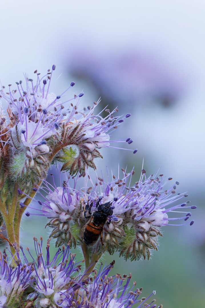 Bienenfreund mit Besucher