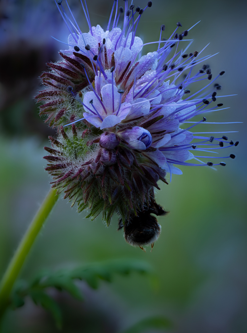 Bienenfreund mit Hummel