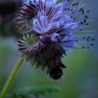 Bienenfreund mit Hummel