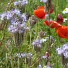 Bienenfreund mit Mohn-Deko