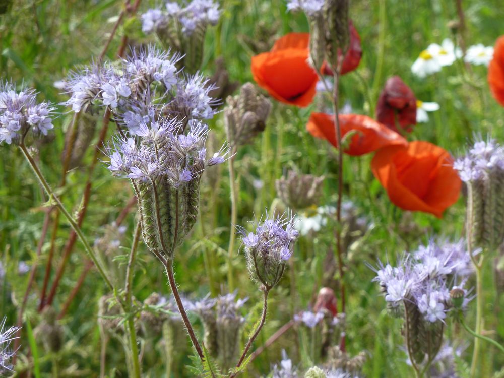 Bienenfreund mit Mohn-Deko