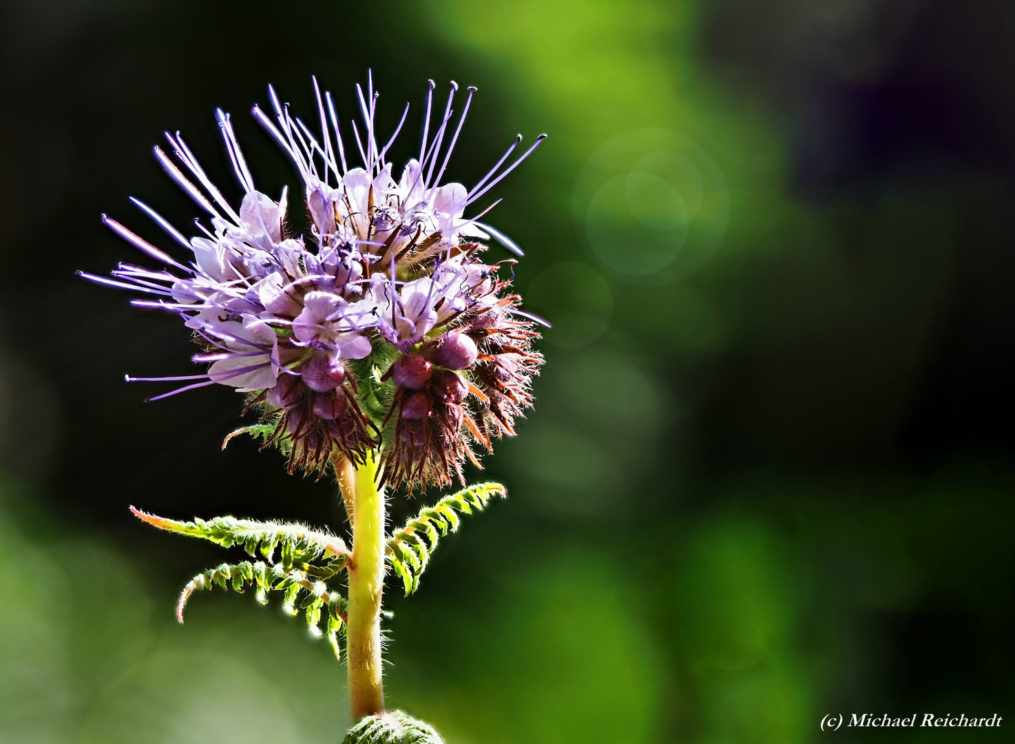 Bienenfreund / Phacelia