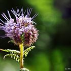 Bienenfreund / Phacelia