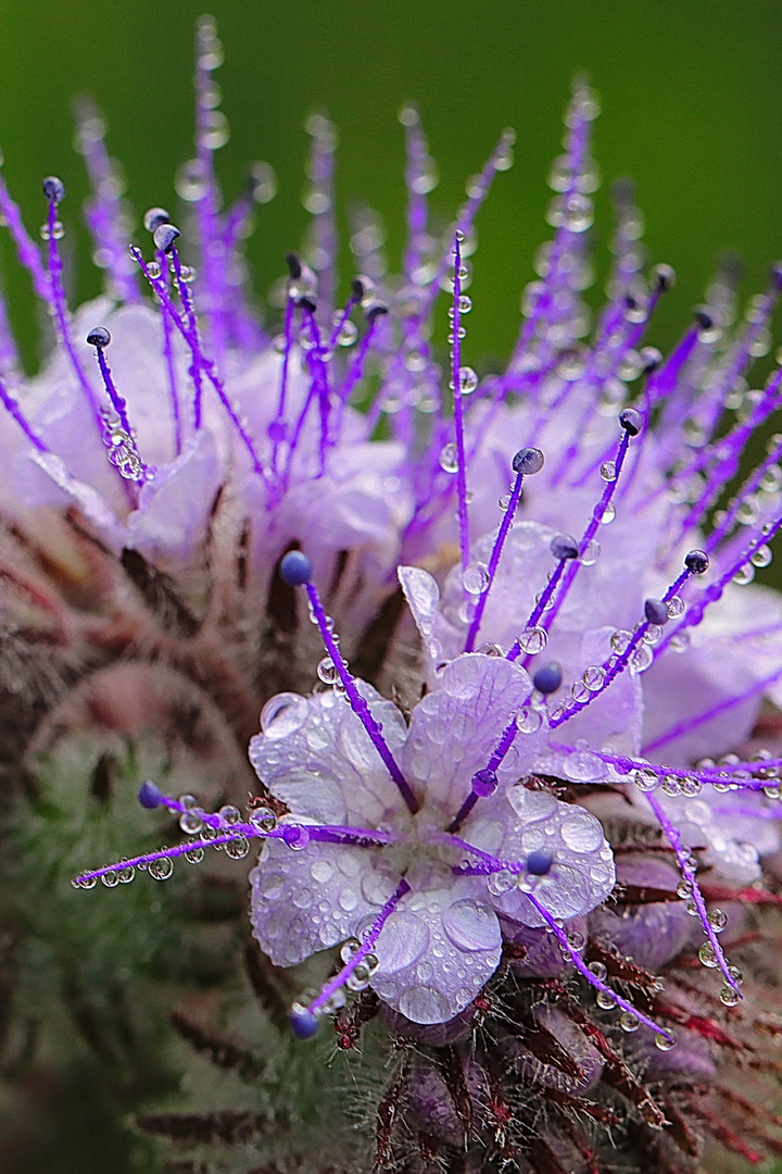 Bienenfreund, Phacelia 