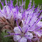 Bienenfreund, Phacelia 