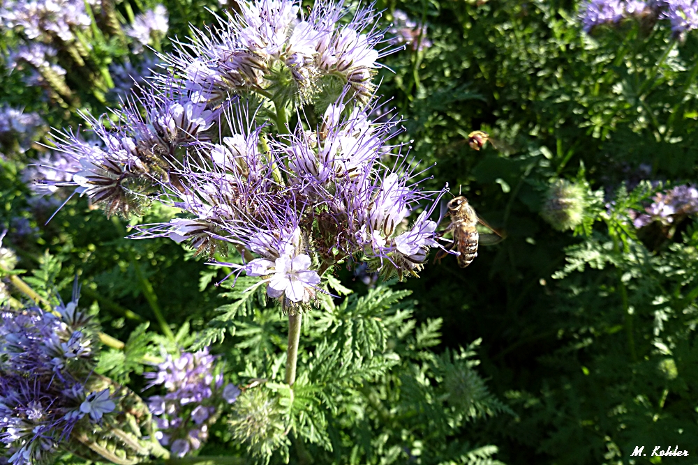 Bienenfreund (Phacelia)