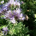 Bienenfreund (Phacelia)