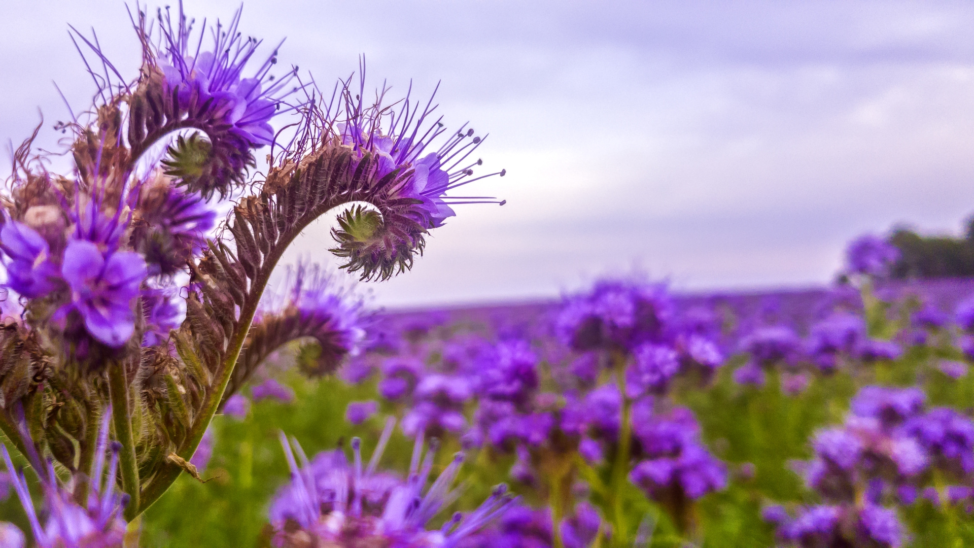 Bienenfreund Phacelia