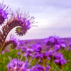 Bienenfreund Phacelia