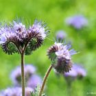 Bienenfreund Phacelia