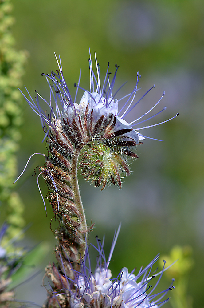 Bienenfreund (Phacelia tanacetifolia)