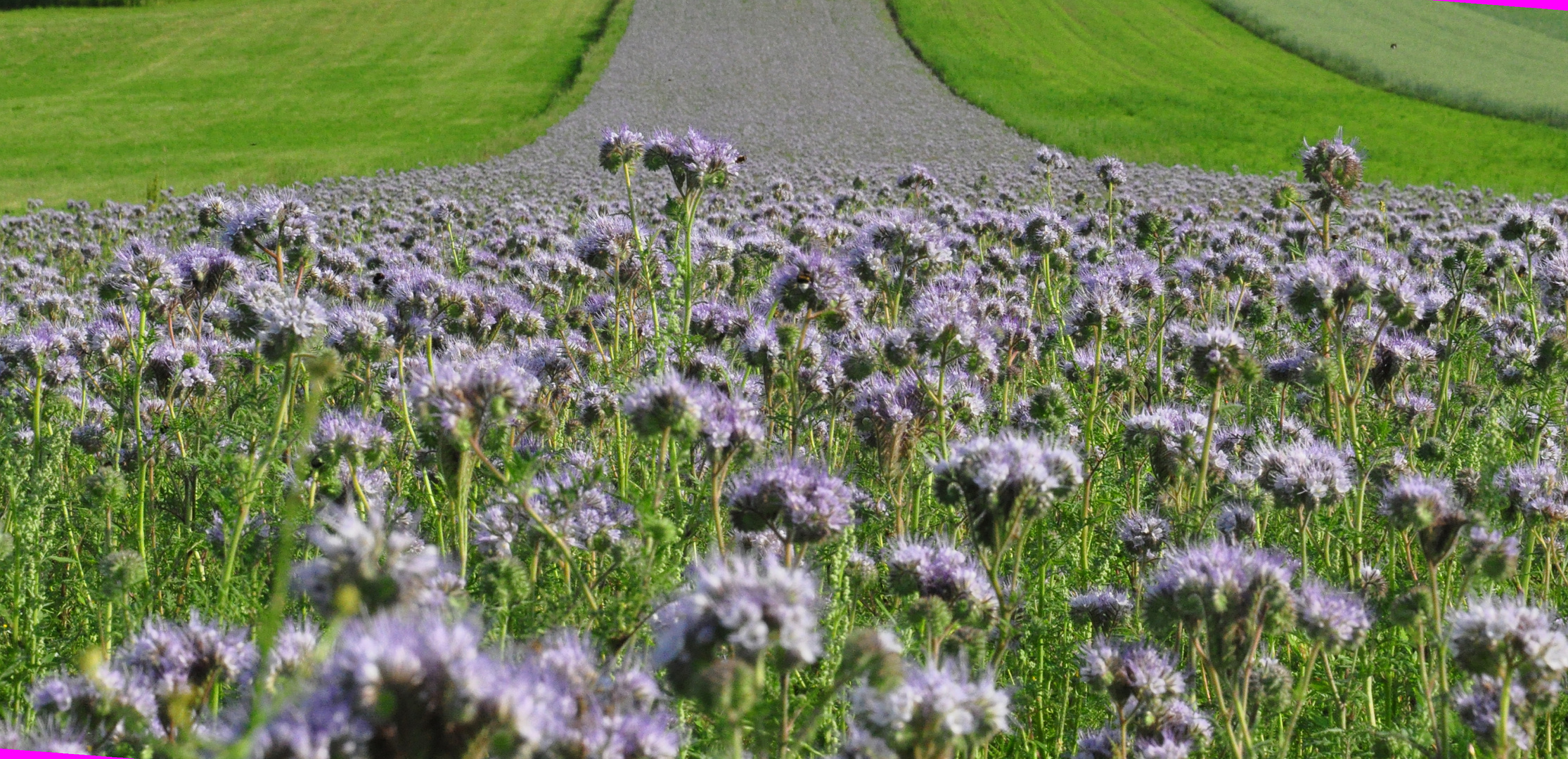 Bienenfreund, so weit das Auge reicht