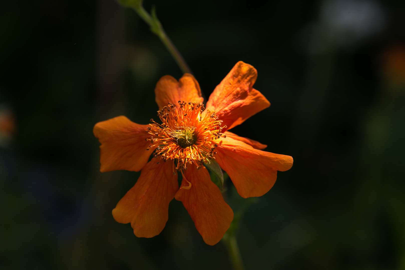 Bienenfreundin