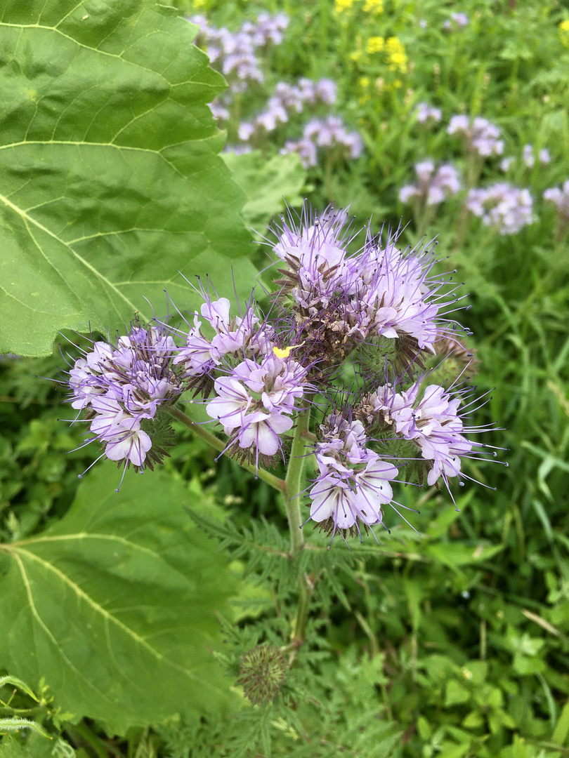 Bienenfreundlich