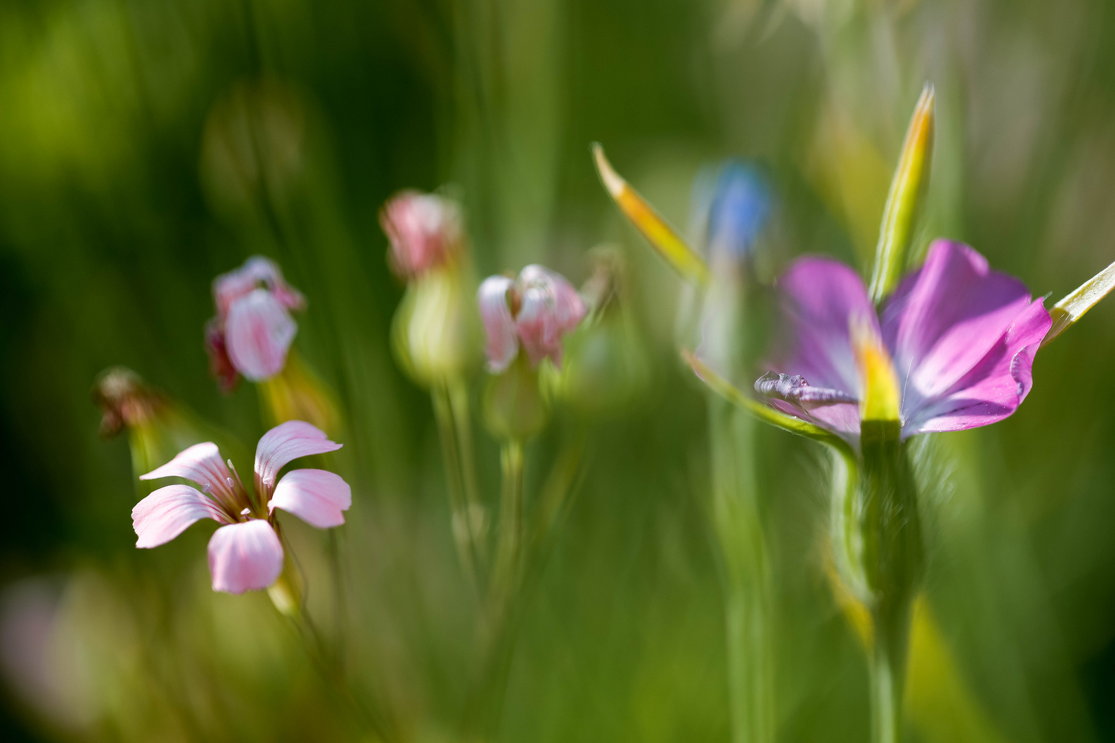 Bienenfreundlich III