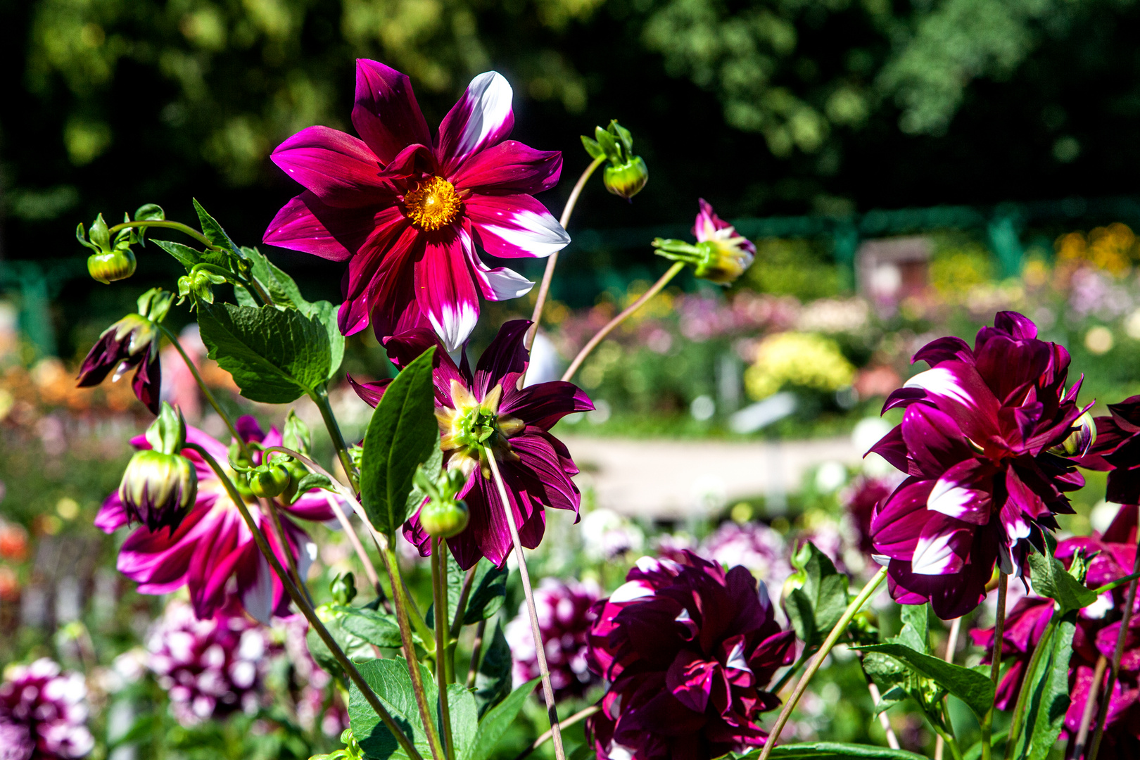 bienenfreundliche Dahlien