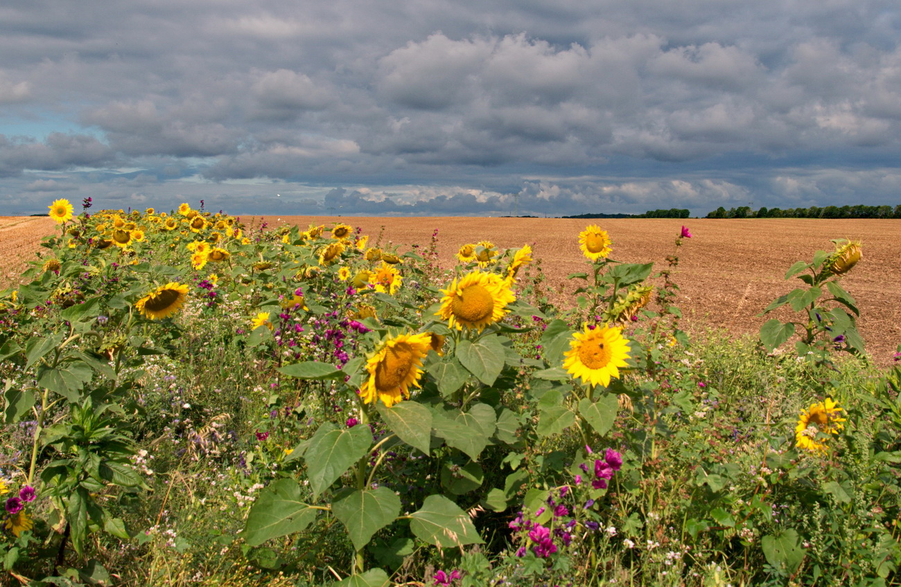 Bienenfreundlicher Sommer-Mix