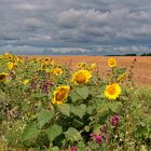 Bienenfreundlicher Sommer-Mix