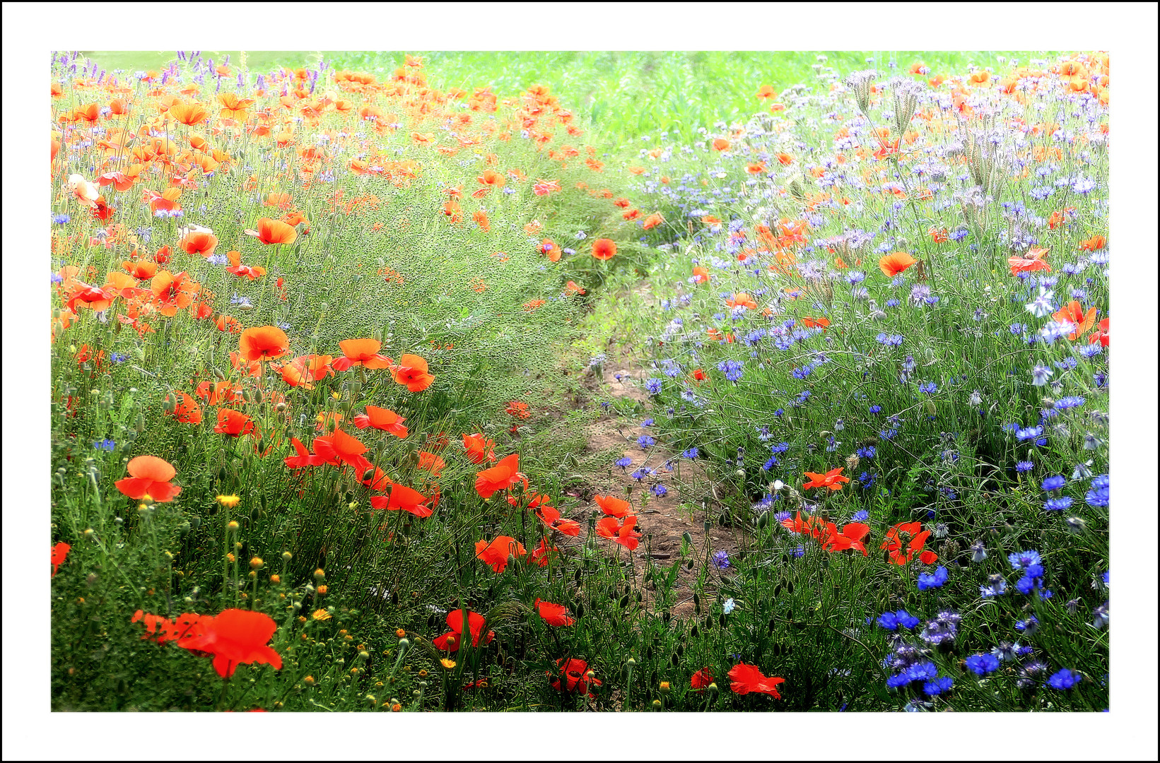 Bienenfreundliches Angebot