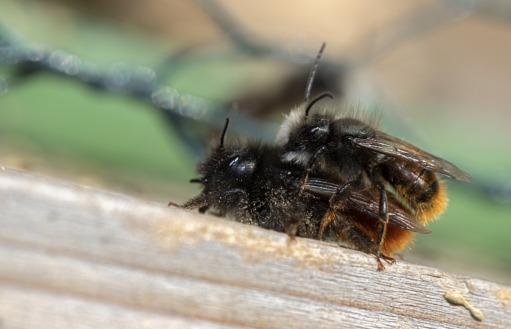 Bienenfrühling....