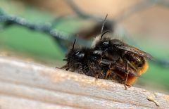 Bienenfrühling....