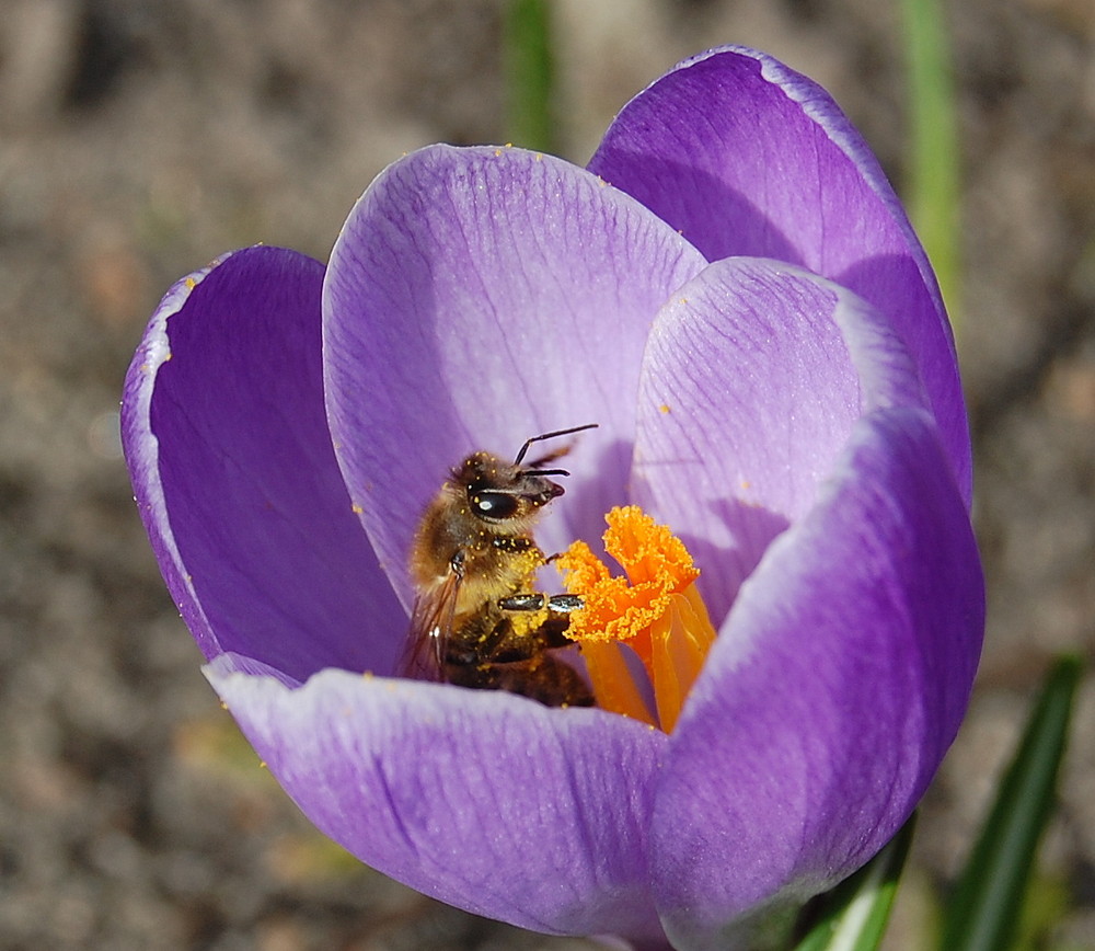 bienenfrühling2