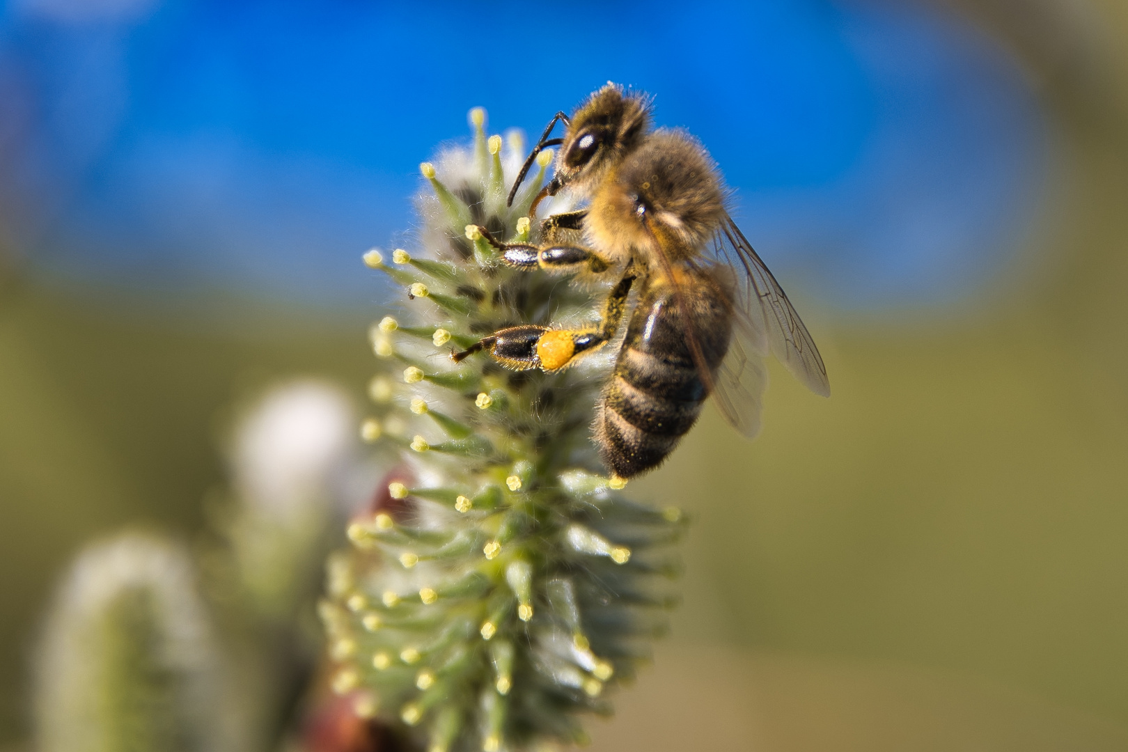 Bienenfrühstück