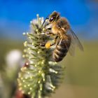 Bienenfrühstück