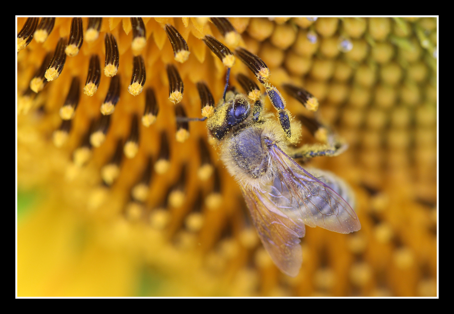 Bienenfrühstück