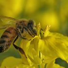 Bienenfrühstück