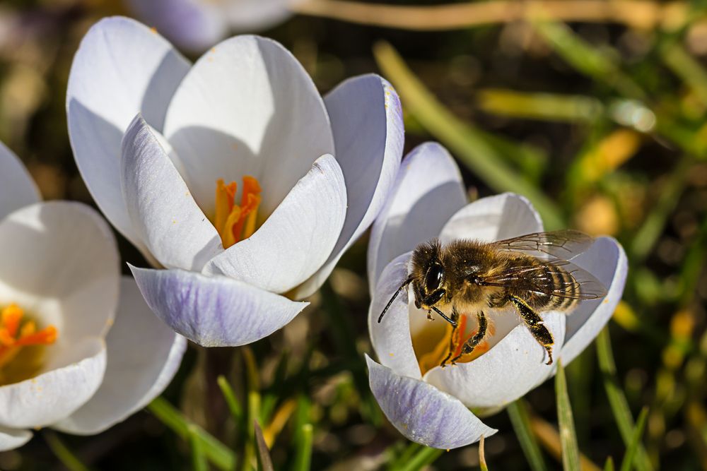 Bienenfutter