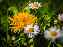 Bienenfutter