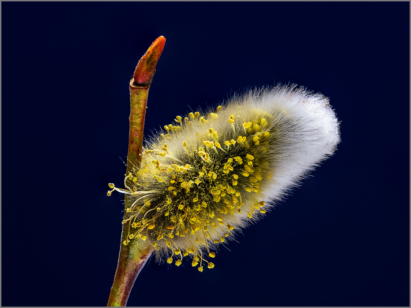 Bienenfutter