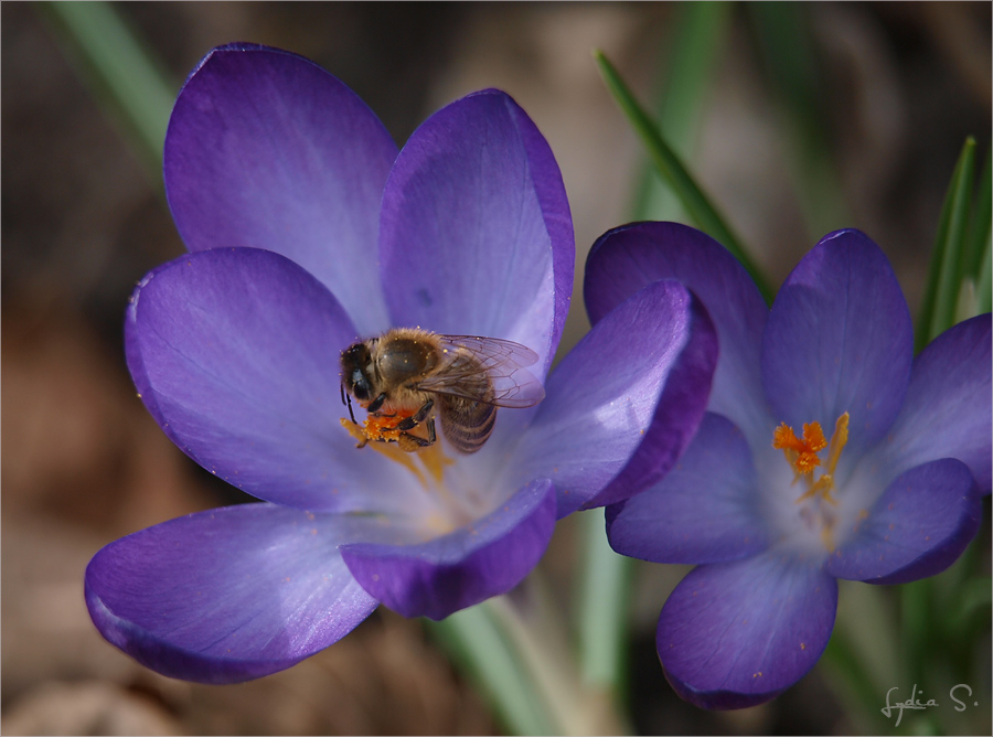 ... Bienenfutter...