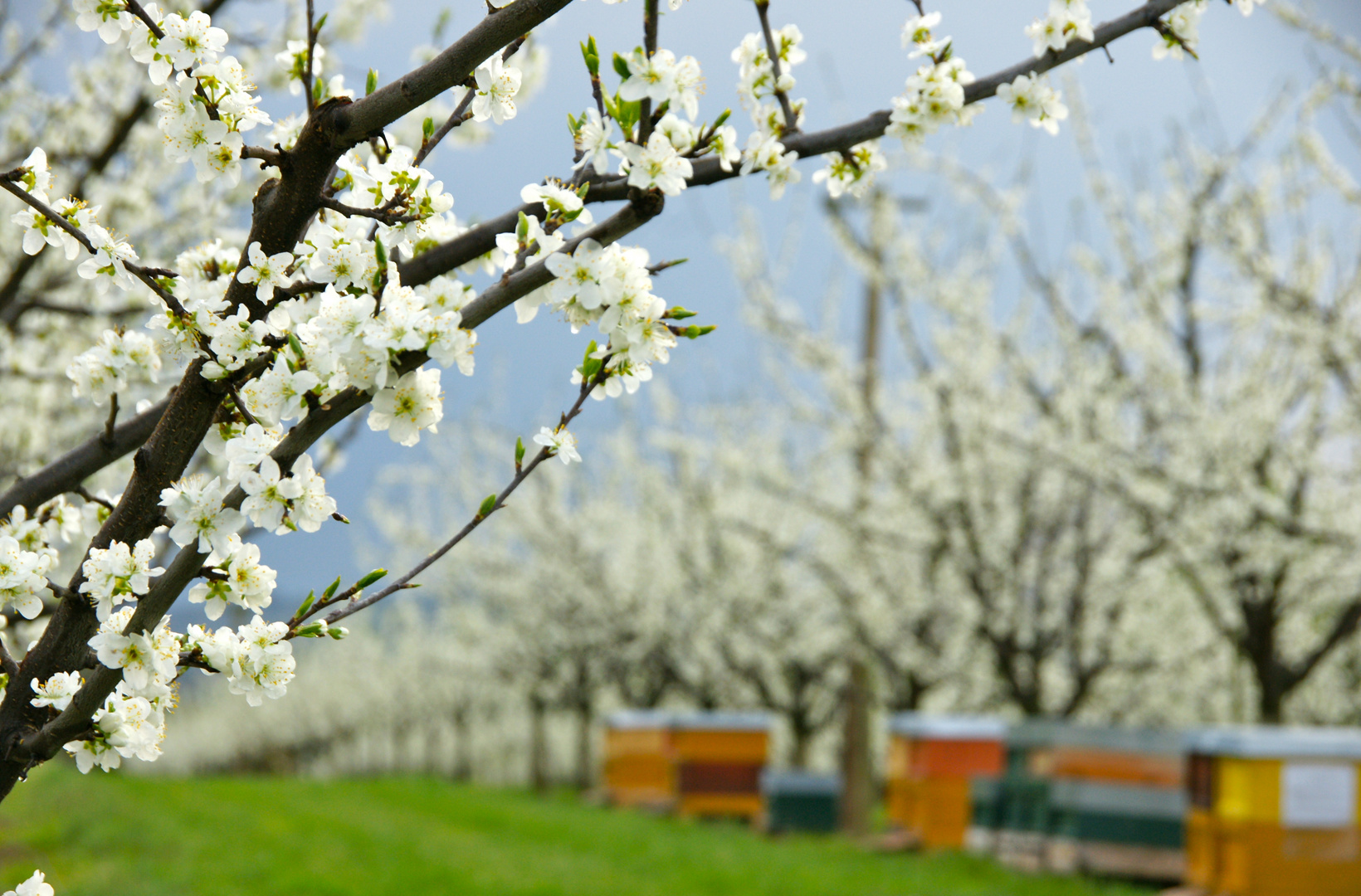 Bienenfutter